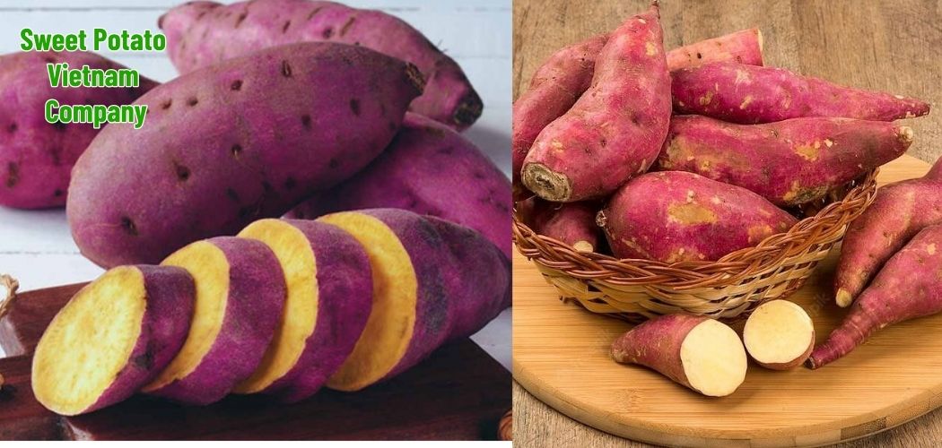 Sweet Potato Vietnam Company 1