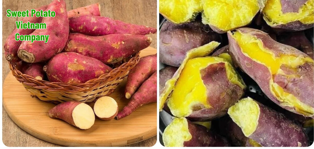 Fresh Sweet Potatoes from Vietnam – Premium Quality at Competitive Prices 1 Sweet Potato Vietnam Company 1