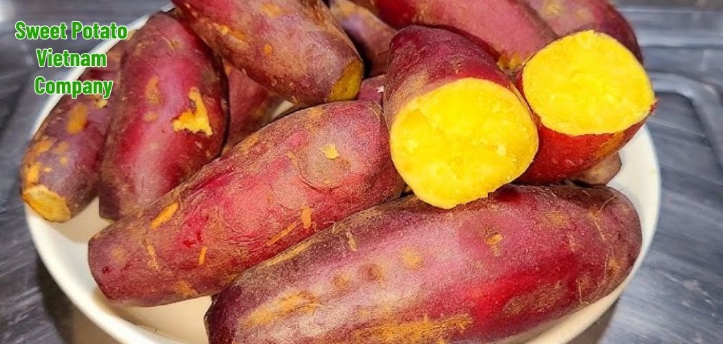 Sweet Potato Vietnam Company 11