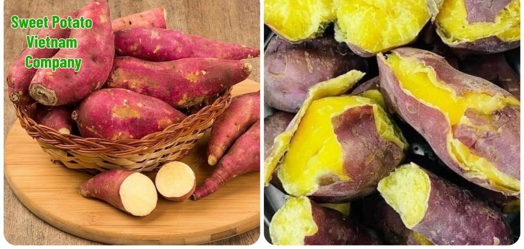 Sweet Potato Vietnam Company 3