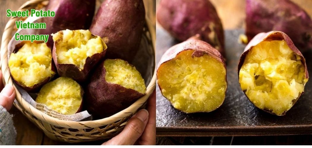 Sweet Potato Vietnam Company 4
