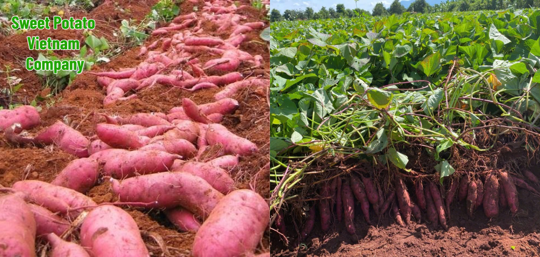 Contact Us – Your Reliable Partner in Vietnamese Sweet Potato Exports 1 Sweet Potato Vietnam Company 5