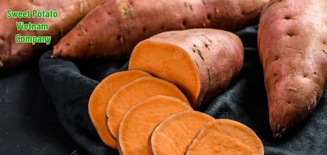 Sweet Potato Vietnam Company 8